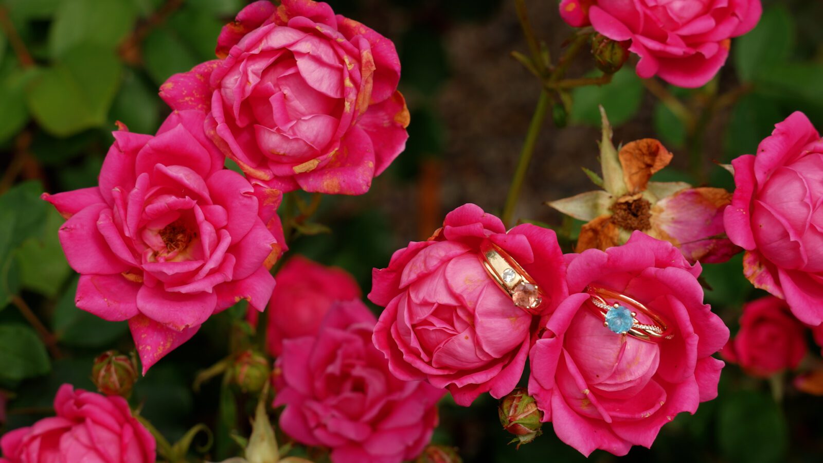 Wedding rings resting on bright pink roses.